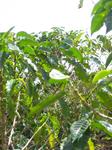 Jaques Coffee Plantation