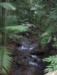 Daintree forest
