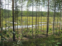 Bei Naarajärvi