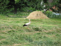 Storch in Lutogniewice